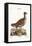 The Hen Bustard, 1749-73-George Edwards-Framed Premier Image Canvas