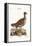 The Hen Bustard, 1749-73-George Edwards-Framed Premier Image Canvas