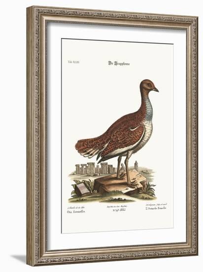 The Hen Bustard, 1749-73-George Edwards-Framed Giclee Print