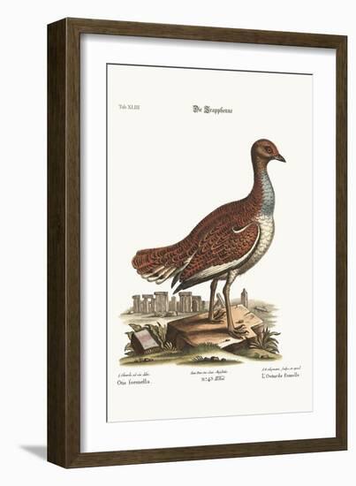 The Hen Bustard, 1749-73-George Edwards-Framed Giclee Print