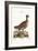 The Hen Bustard, 1749-73-George Edwards-Framed Giclee Print