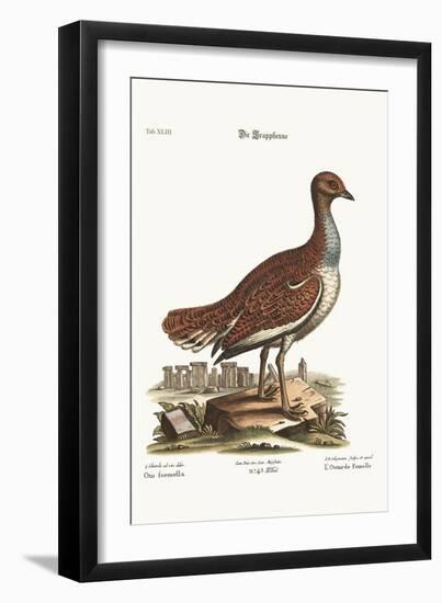 The Hen Bustard, 1749-73-George Edwards-Framed Giclee Print