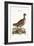 The Hen Bustard, 1749-73-George Edwards-Framed Giclee Print