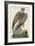The Hen Harrier-Peter Paillou-Framed Giclee Print