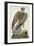 The Hen Harrier-Peter Paillou-Framed Giclee Print