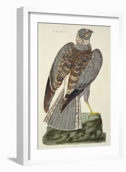 The Hen Harrier-Peter Paillou-Framed Giclee Print