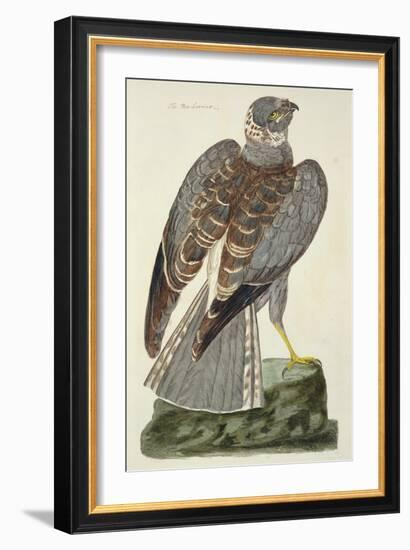 The Hen Harrier-Peter Paillou-Framed Giclee Print