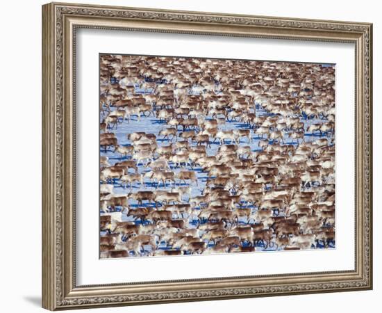 The Herd-Peter Lilja-Framed Photographic Print