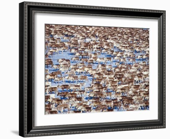 The Herd-Peter Lilja-Framed Photographic Print