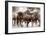 The Herd-Lisa Dearing-Framed Photographic Print