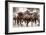 The Herd-Lisa Dearing-Framed Photographic Print