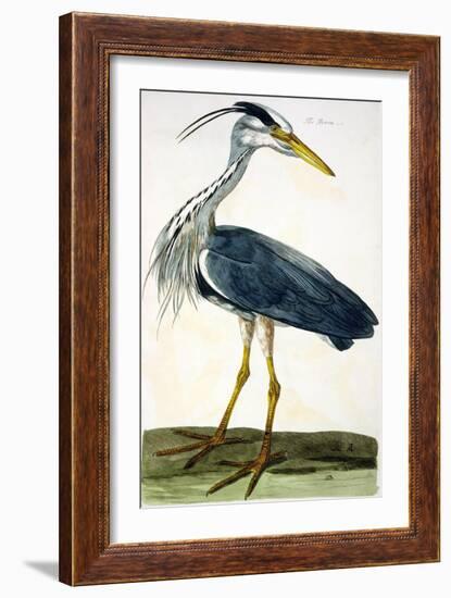 The Heron Plate from "The British Zoology Class II: Birds"-Peter Paillou-Framed Giclee Print