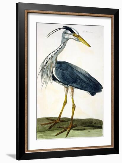 The Heron Plate from "The British Zoology Class II: Birds"-Peter Paillou-Framed Giclee Print