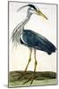 The Heron Plate from "The British Zoology Class II: Birds"-Peter Paillou-Mounted Giclee Print