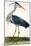 The Heron Plate from "The British Zoology Class II: Birds"-Peter Paillou-Mounted Giclee Print