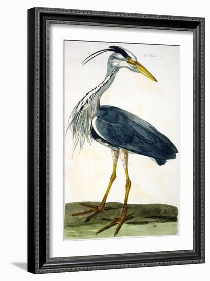 The Heron Plate from "The British Zoology Class II: Birds"-Peter Paillou-Framed Giclee Print