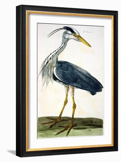 The Heron Plate from "The British Zoology Class II: Birds"-Peter Paillou-Framed Giclee Print