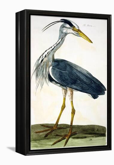 The Heron Plate from "The British Zoology Class II: Birds"-Peter Paillou-Framed Premier Image Canvas