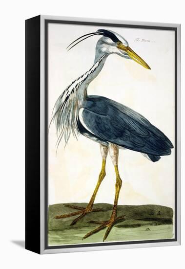 The Heron Plate from "The British Zoology Class II: Birds"-Peter Paillou-Framed Premier Image Canvas