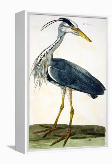 The Heron Plate from "The British Zoology Class II: Birds"-Peter Paillou-Framed Premier Image Canvas