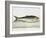 The Herring-E. Albin-Framed Giclee Print