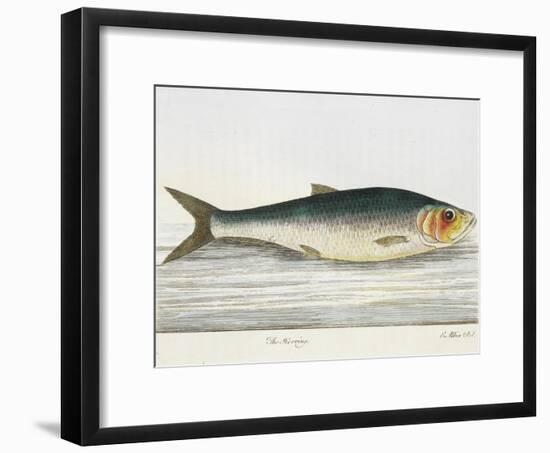 The Herring-E. Albin-Framed Giclee Print