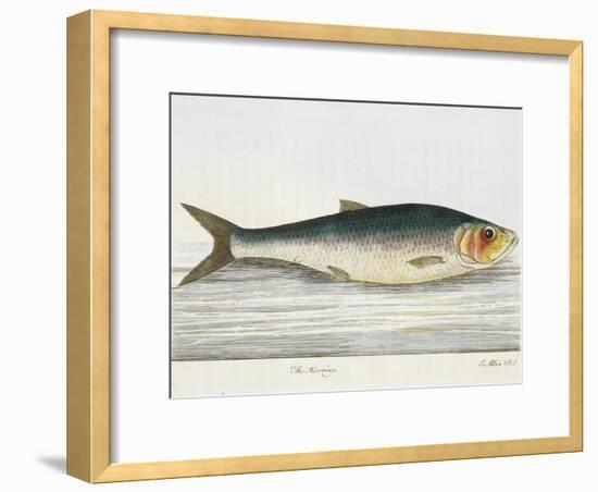 The Herring-E. Albin-Framed Giclee Print