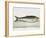 The Herring-E. Albin-Framed Giclee Print