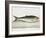 The Herring-E. Albin-Framed Giclee Print