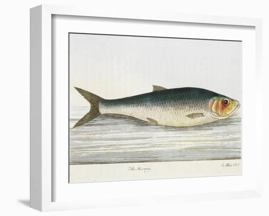 The Herring-E. Albin-Framed Giclee Print