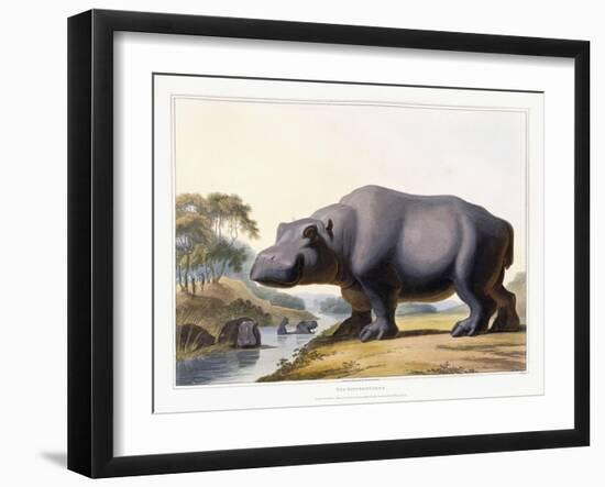 The Hippopotamus, 1804-Samuel Daniell-Framed Giclee Print