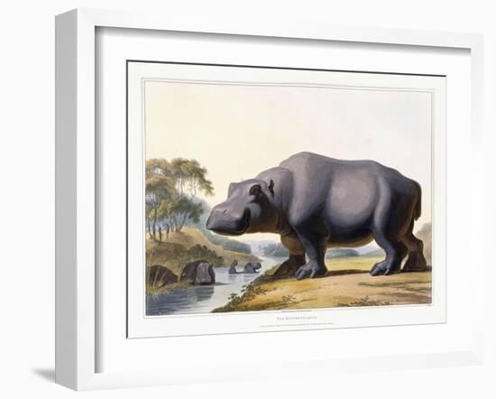 The Hippopotamus, 1804-Samuel Daniell-Framed Giclee Print