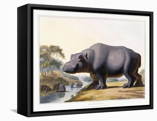The Hippopotamus, 1804-Samuel Daniell-Framed Premier Image Canvas