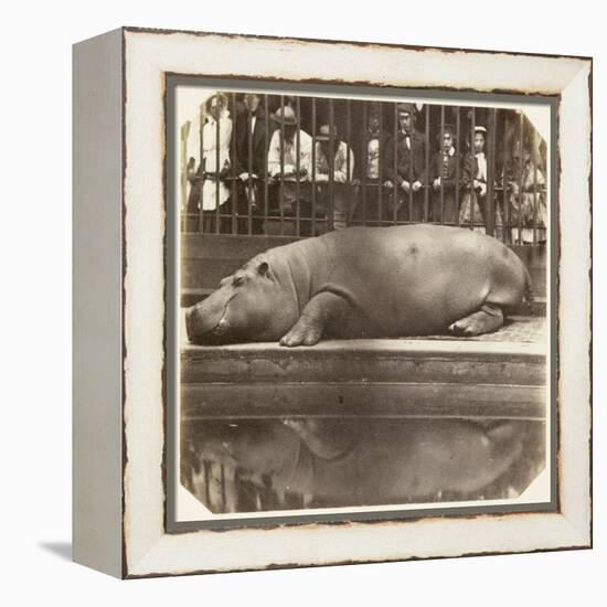 The Hippopotamus at the Zoological Gardens, Regent's Park, London, 1852-Juan Carlos-Framed Premier Image Canvas