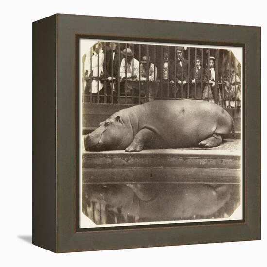 The Hippopotamus at the Zoological Gardens, Regent's Park, London, 1852-Juan Carlos-Framed Premier Image Canvas