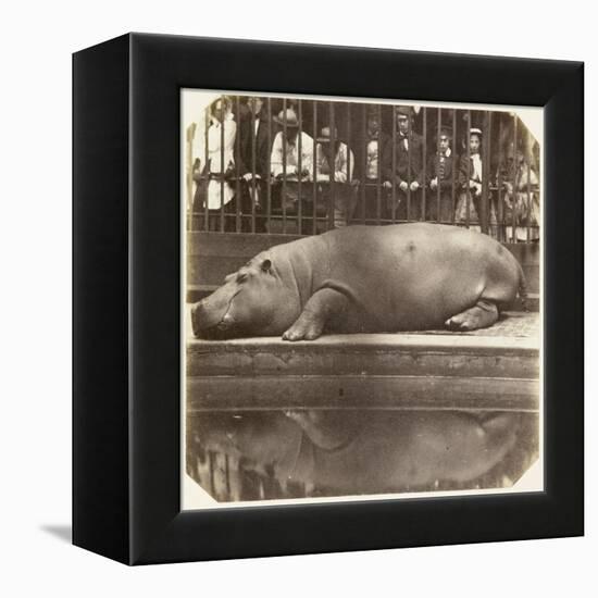 The Hippopotamus at the Zoological Gardens, Regent's Park, London, 1852-Juan Carlos-Framed Premier Image Canvas