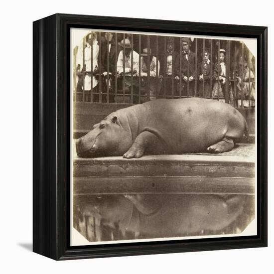 The Hippopotamus at the Zoological Gardens, Regent's Park, London, 1852-Juan Carlos-Framed Premier Image Canvas