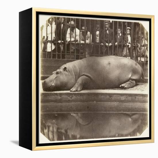 The Hippopotamus at the Zoological Gardens, Regent's Park, London, 1852-Juan Carlos-Framed Premier Image Canvas