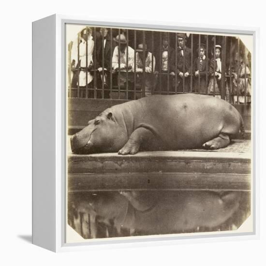 The Hippopotamus at the Zoological Gardens, Regent's Park, London, 1852-Juan Carlos-Framed Premier Image Canvas