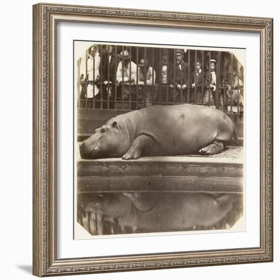 The Hippopotamus at the Zoological Gardens, Regent's Park, London, 1852-Juan Carlos-Framed Giclee Print