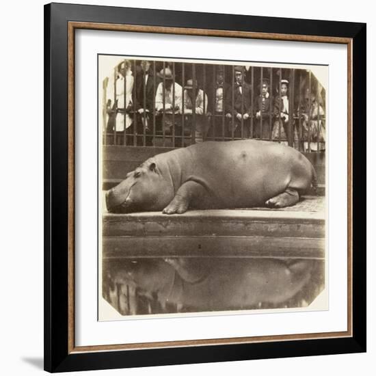 The Hippopotamus at the Zoological Gardens, Regent's Park, London, 1852-Juan Carlos-Framed Giclee Print