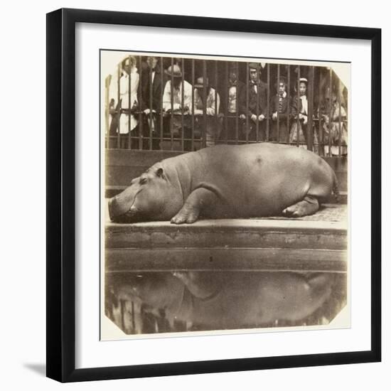 The Hippopotamus at the Zoological Gardens, Regent's Park, London, 1852-Juan Carlos-Framed Giclee Print