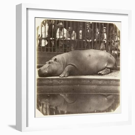 The Hippopotamus at the Zoological Gardens, Regent's Park, London, 1852-Juan Carlos-Framed Giclee Print