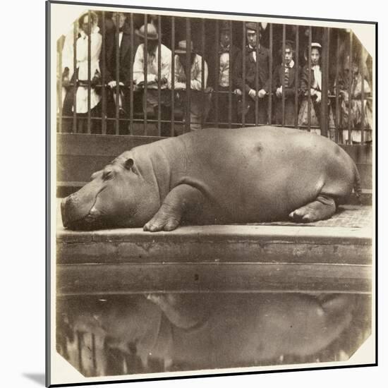 The Hippopotamus at the Zoological Gardens, Regent's Park, London, 1852-Juan Carlos-Mounted Giclee Print