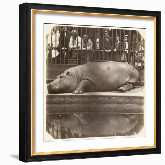 The Hippopotamus at the Zoological Gardens, Regent's Park, London, 1852-Juan Carlos-Framed Giclee Print