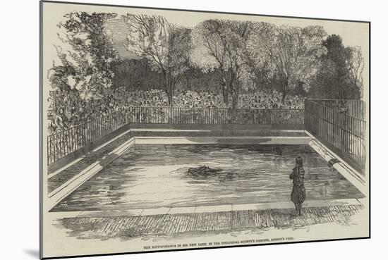 The Hippopotamus in His New Bath in the Zoological Society's Gardens, Regent's Park-null-Mounted Giclee Print