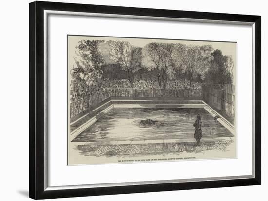 The Hippopotamus in His New Bath in the Zoological Society's Gardens, Regent's Park-null-Framed Giclee Print