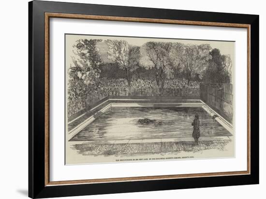 The Hippopotamus in His New Bath in the Zoological Society's Gardens, Regent's Park-null-Framed Giclee Print