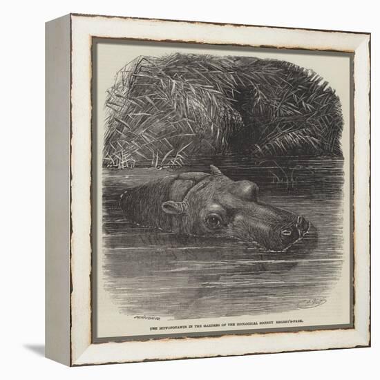 The Hippopotamus in the Gardens of the Zoological Society, Regent'S-Park-Joseph Wolf-Framed Premier Image Canvas