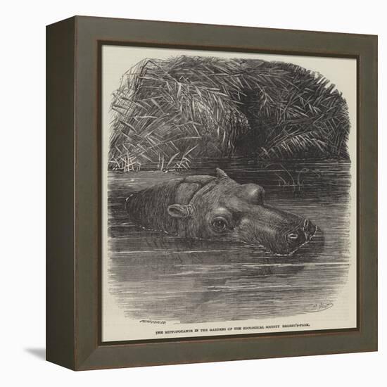 The Hippopotamus in the Gardens of the Zoological Society, Regent'S-Park-Joseph Wolf-Framed Premier Image Canvas